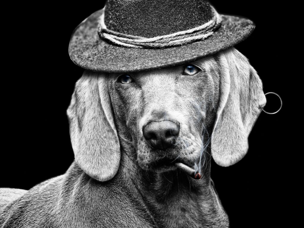 A classy dog in a punk hat