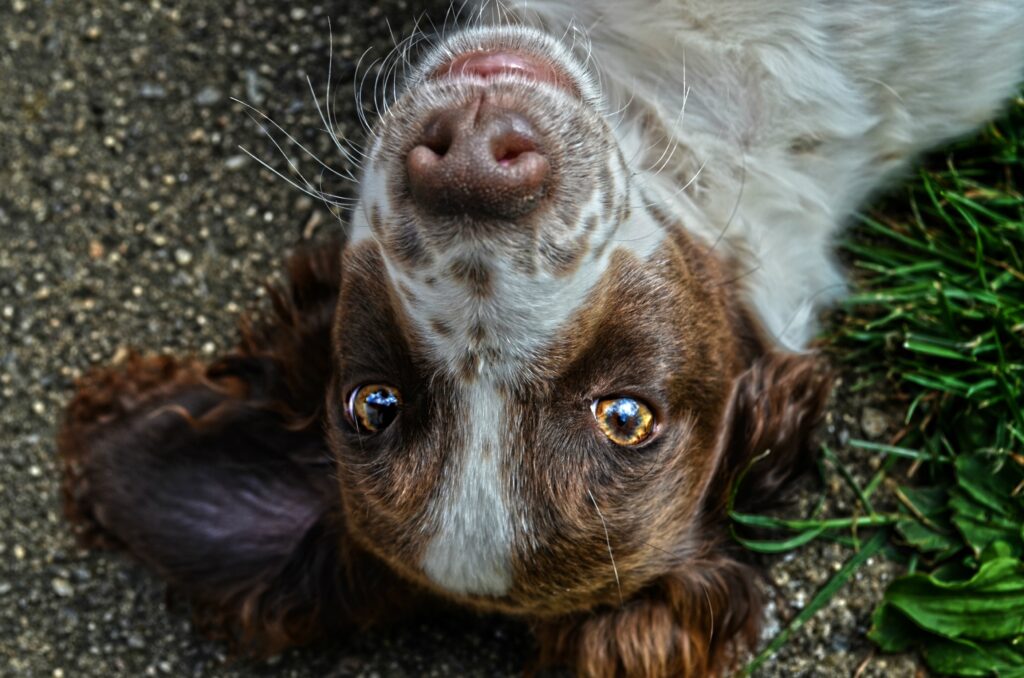 Free Cavalier King Charles Spaniel