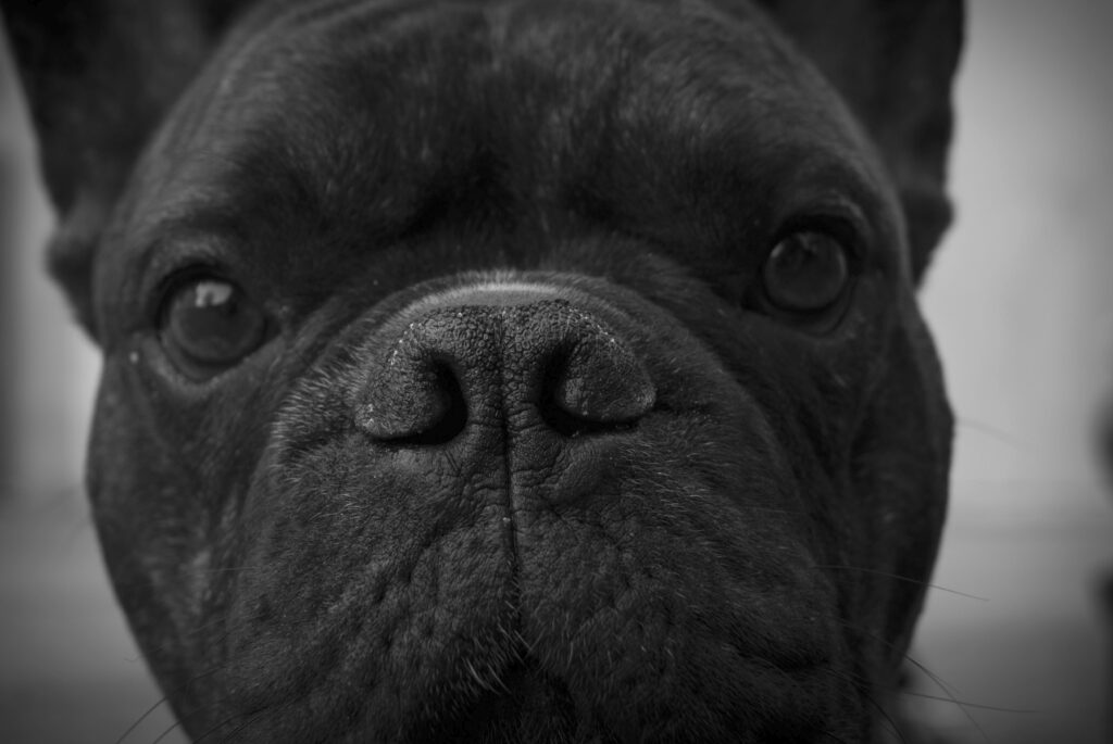 Black dog face close up.